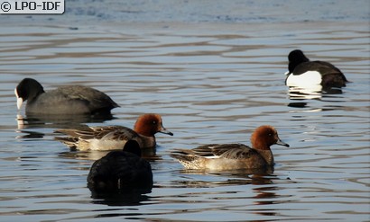 Canard siffleur