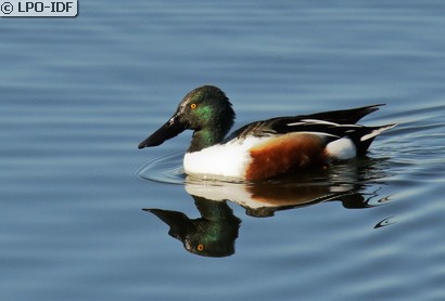 Canard souchet