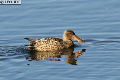 Canard souchet