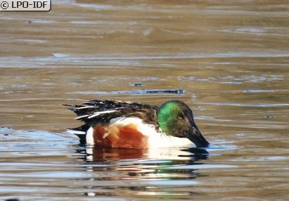 Canard souchet