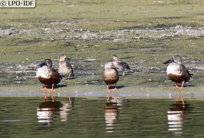 Canard souchet