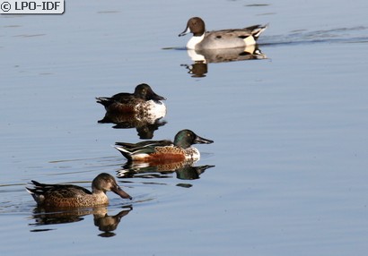 Canard souchet