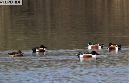 Canard souchet