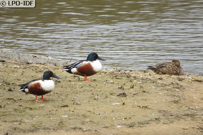 Canard souchet