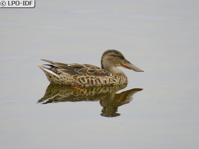 Canard souchet