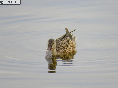 Canard souchet