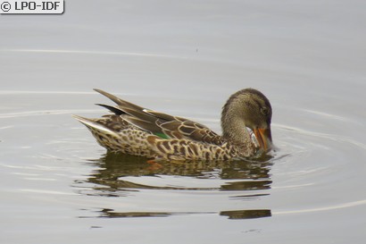 Canard souchet