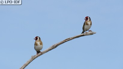 Chardonneret élégant