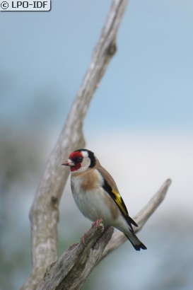 Chardonneret élégant