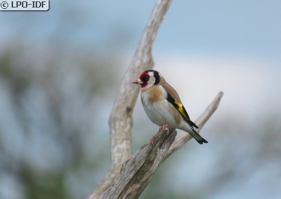 Chardonneret élégant