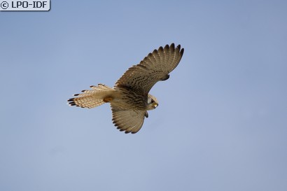 Faucon crécerellette