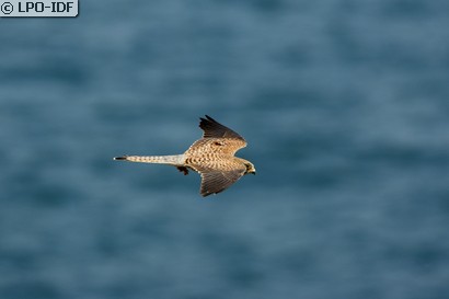 Faucon crécerelle