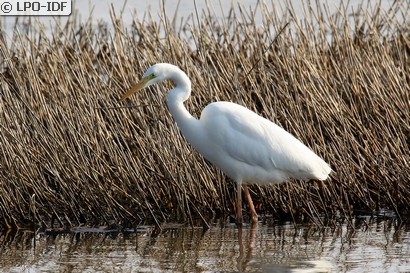 Grande Aigrette
