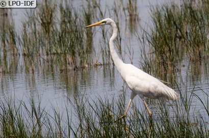 Grande Aigrette