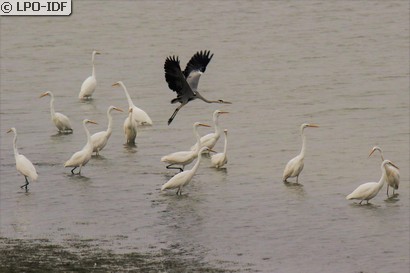 Grande Aigrette