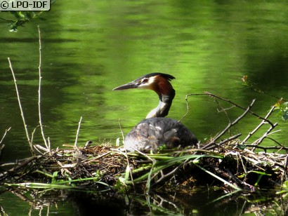 Grèbe huppé