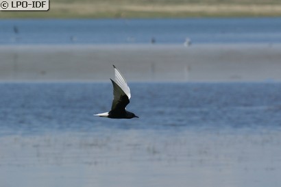 Guifette leucoptère
