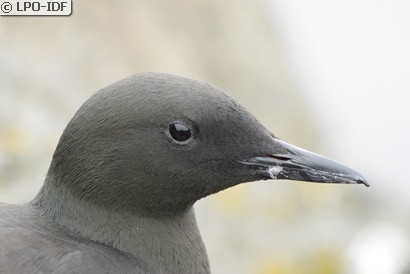 Guillemot à miroir
