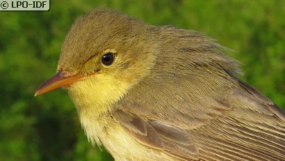 Hypolaïs polyglotte