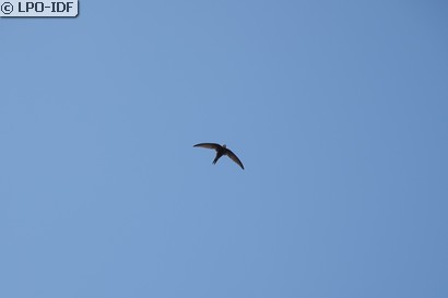 Martinet noir