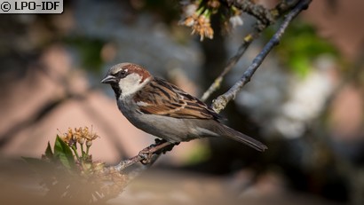 Moineau domestique