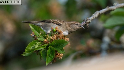 Moineau domestique