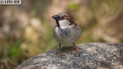 Moineau domestique