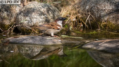 Moineau domestique