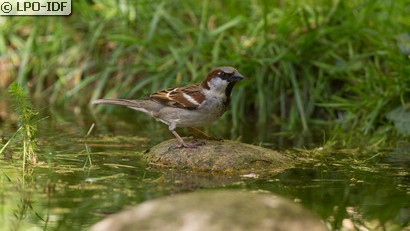 Moineau domestique
