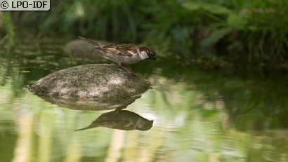 Moineau domestique