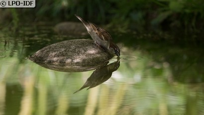 Moineau domestique