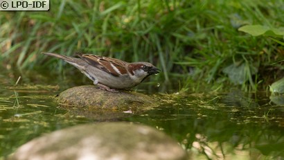 Moineau domestique