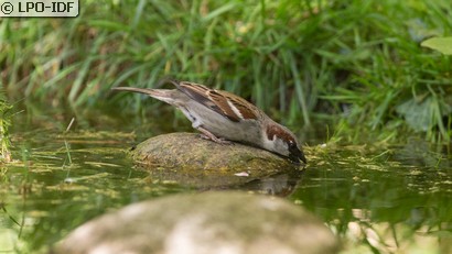 Moineau domestique