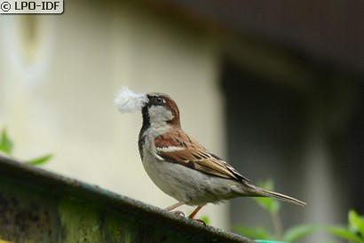 Moineau domestique