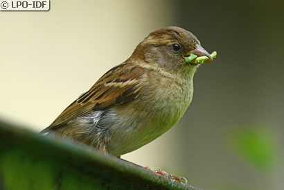 Moineau domestique