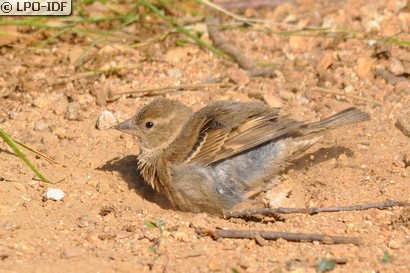 Moineau domestique