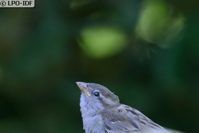 Moineau domestique