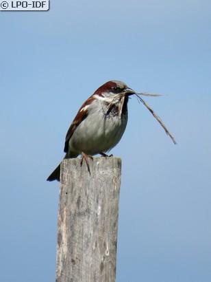 Moineau domestique