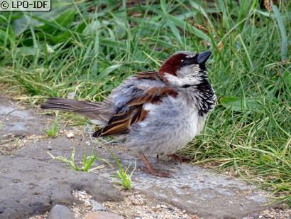 Moineau domestique