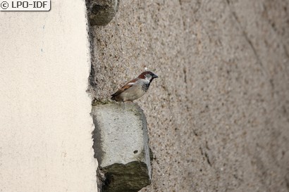 Moineau domestique