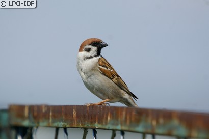 Moineau friquet