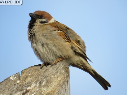 Moineau friquet