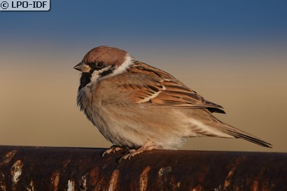 Moineau friquet