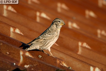 Moineau soulcie