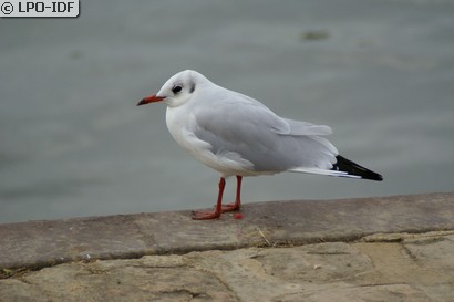 Mouette rieuse