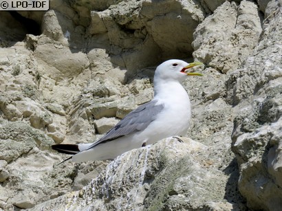 Mouette tridactyle
