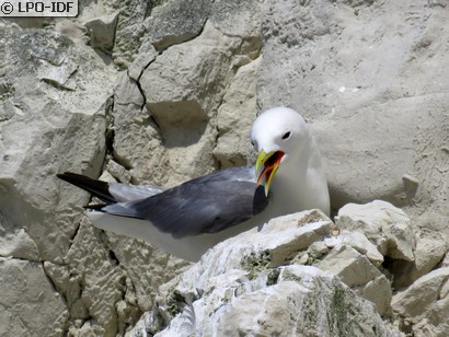 Mouette tridactyle