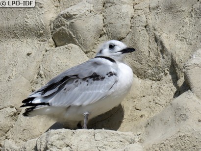 Mouette tridactyle