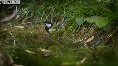 Mésange charbonnière