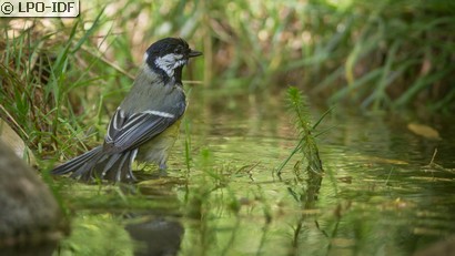Mésange charbonnière